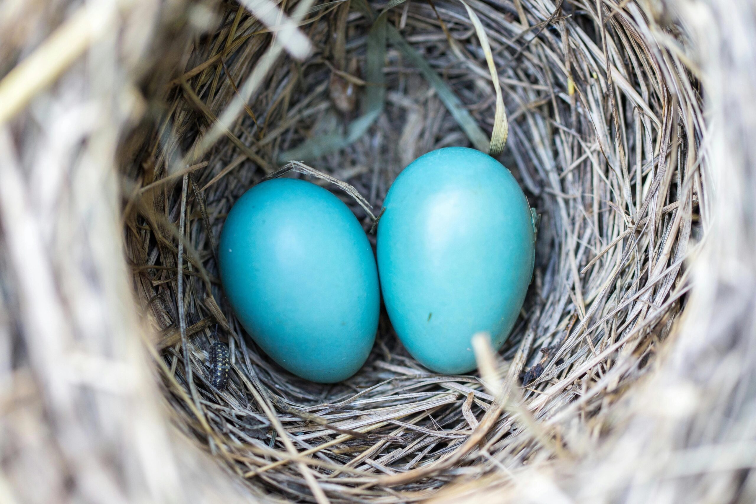 Selektiver Fokus Fotografie2 Blaues Ei Auf Nest